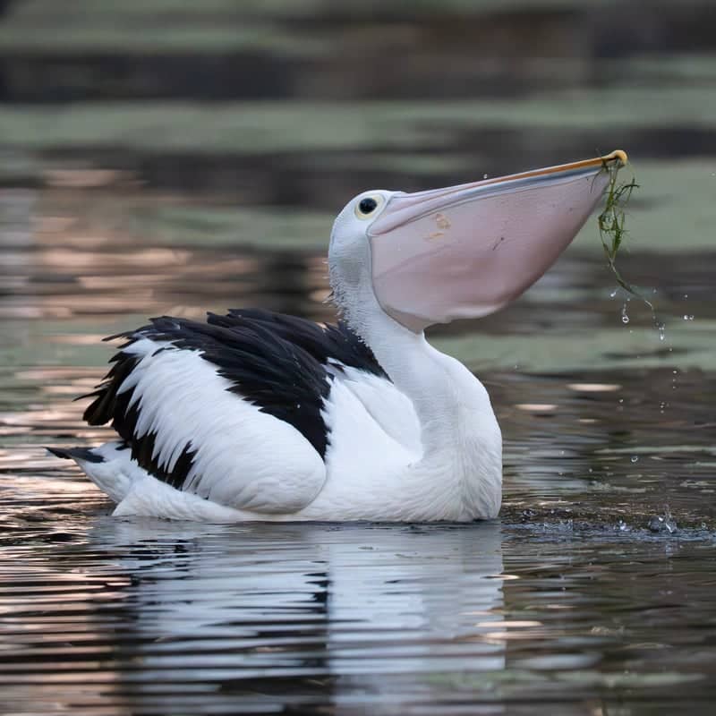 Centennial Parklands Ponds - Image 1