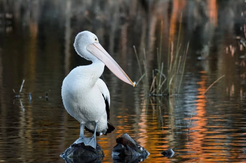 Kennington Reservoir - Image 1