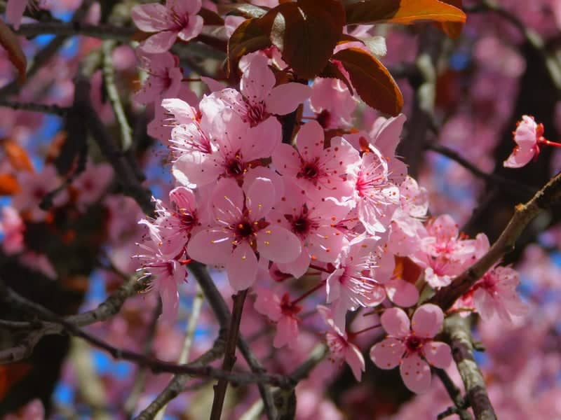 Spring Blossoms in Zams - Image 1