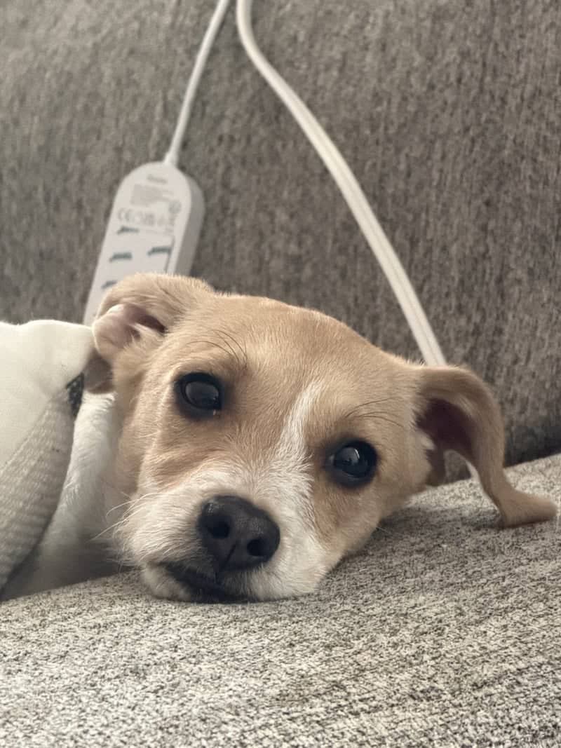 Cozy Indoor Pet Portrait - Image 1