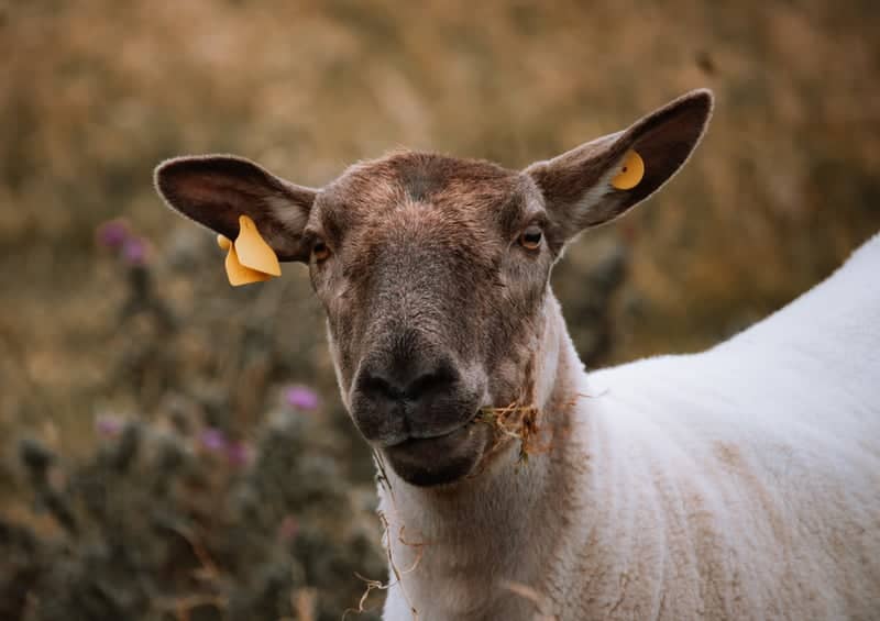 Ballysteen Coastal Pastures - Image 1