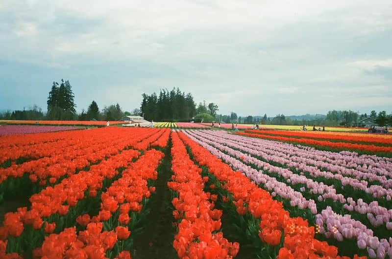 Willamette Valley Tulip Fields - Image 1