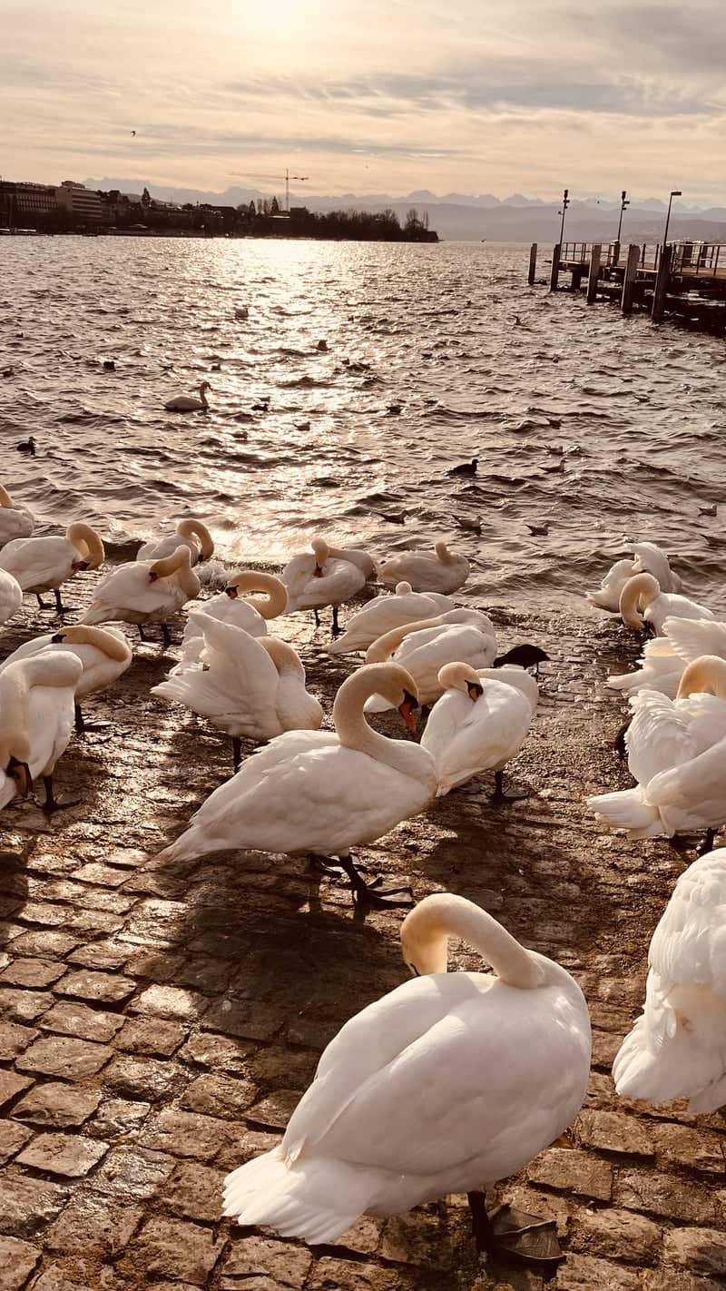 Bürkliplatz Lakefront - Image 1
