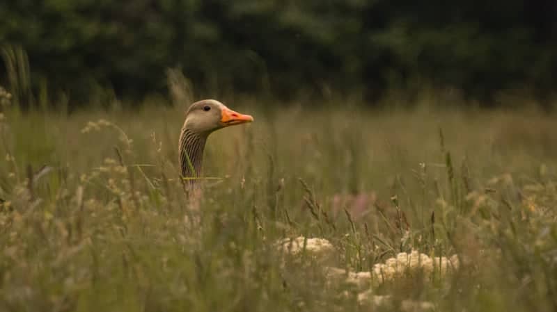 Agra-Park Meadows - Image 1