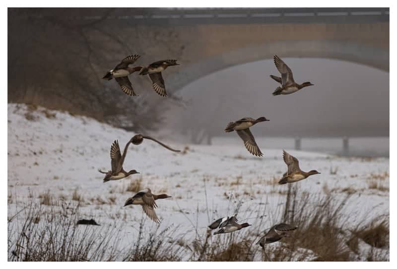 Nahle River Wetlands - Image 1