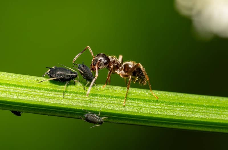 Kevelaer Garden Macro Spot - Image 1