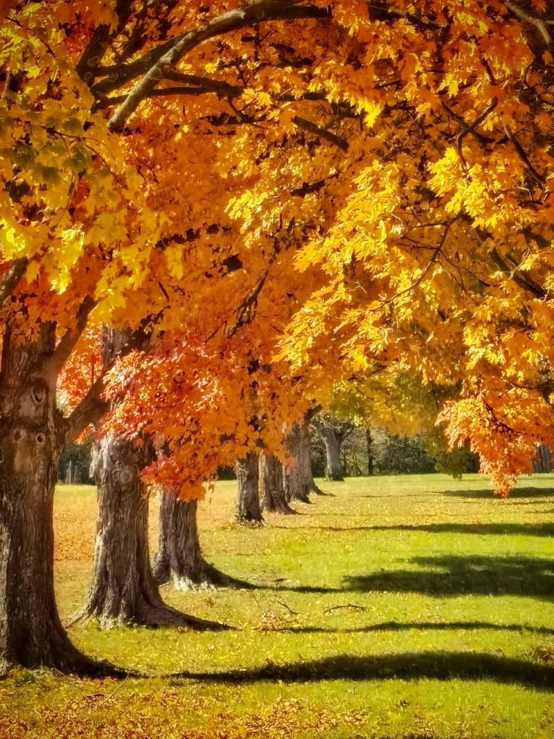 Sequiota Park Autumn Trees - Image 1