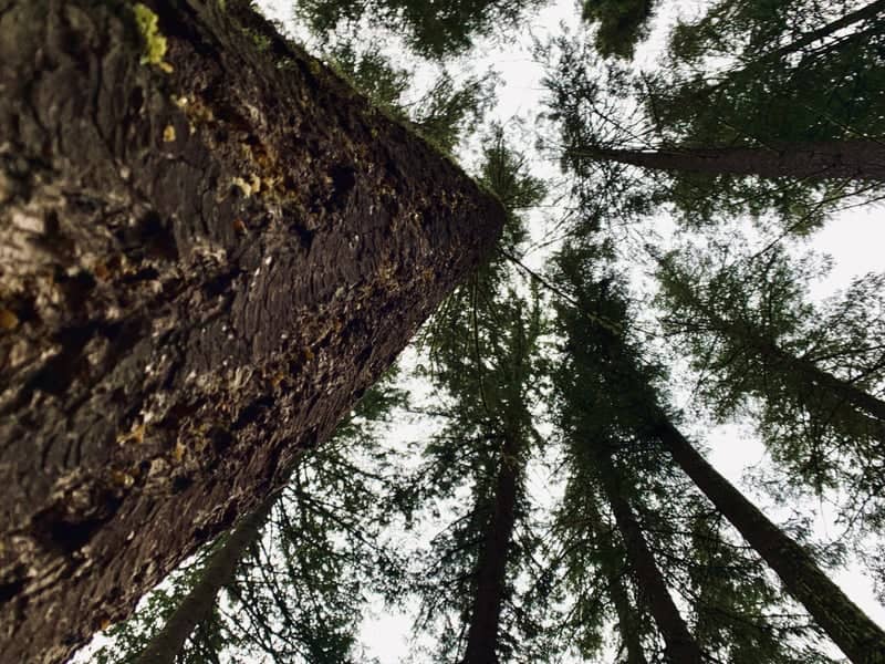 Hillside Forest Canopy - Image 1