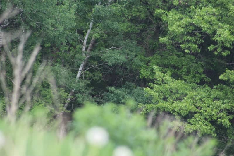 Randall Woodland Edge - Image 1