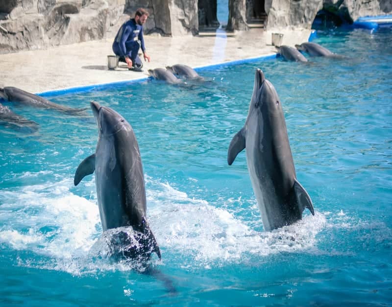 Batumi Dolphinarium - Image 1
