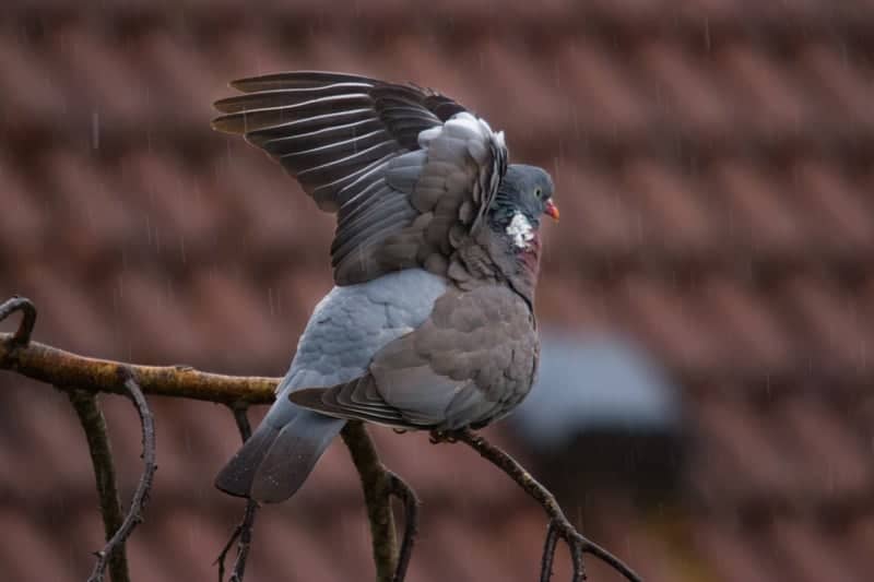 Walton-on-Thames Garden Wildlife - Image 1