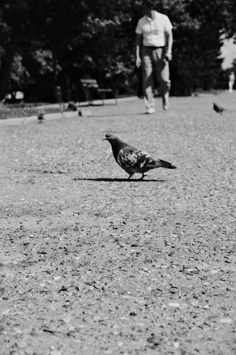 Barnaul City Park Walkway - Image 1