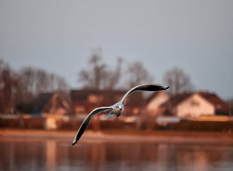 Oortkatener See - Image 1