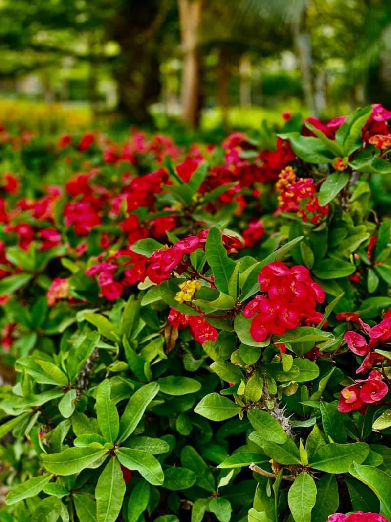 Madinaty Central Park Gardens - Image 1
