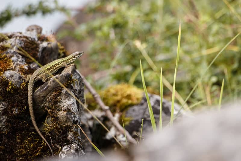 Gwatt Lake Thun Shoreline - Image 1