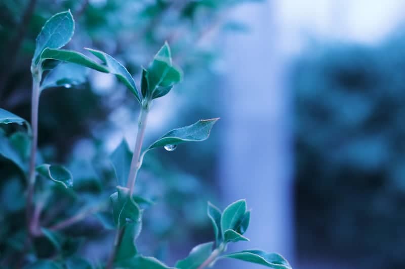 Ikebukuro Station Greenery - Image 1