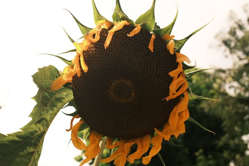 Itabashi Urban Garden - Image 1