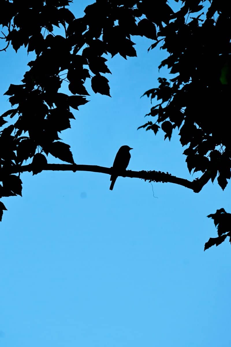 Indian Trail Nature Silhouette - Image 1