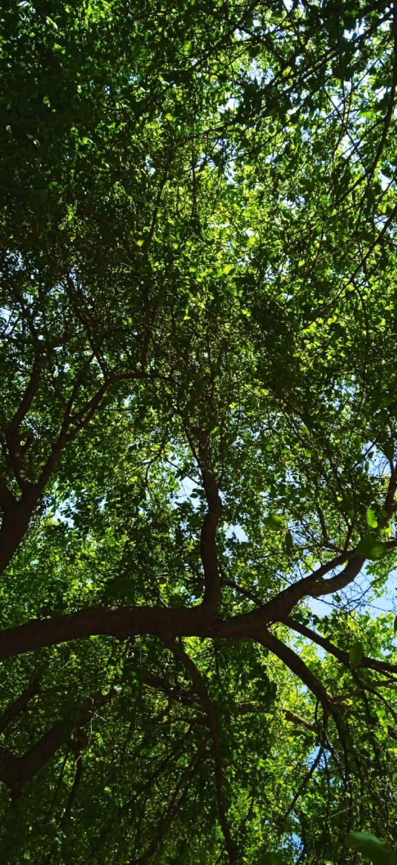 Bougaa Tree Canopy - Image 1
