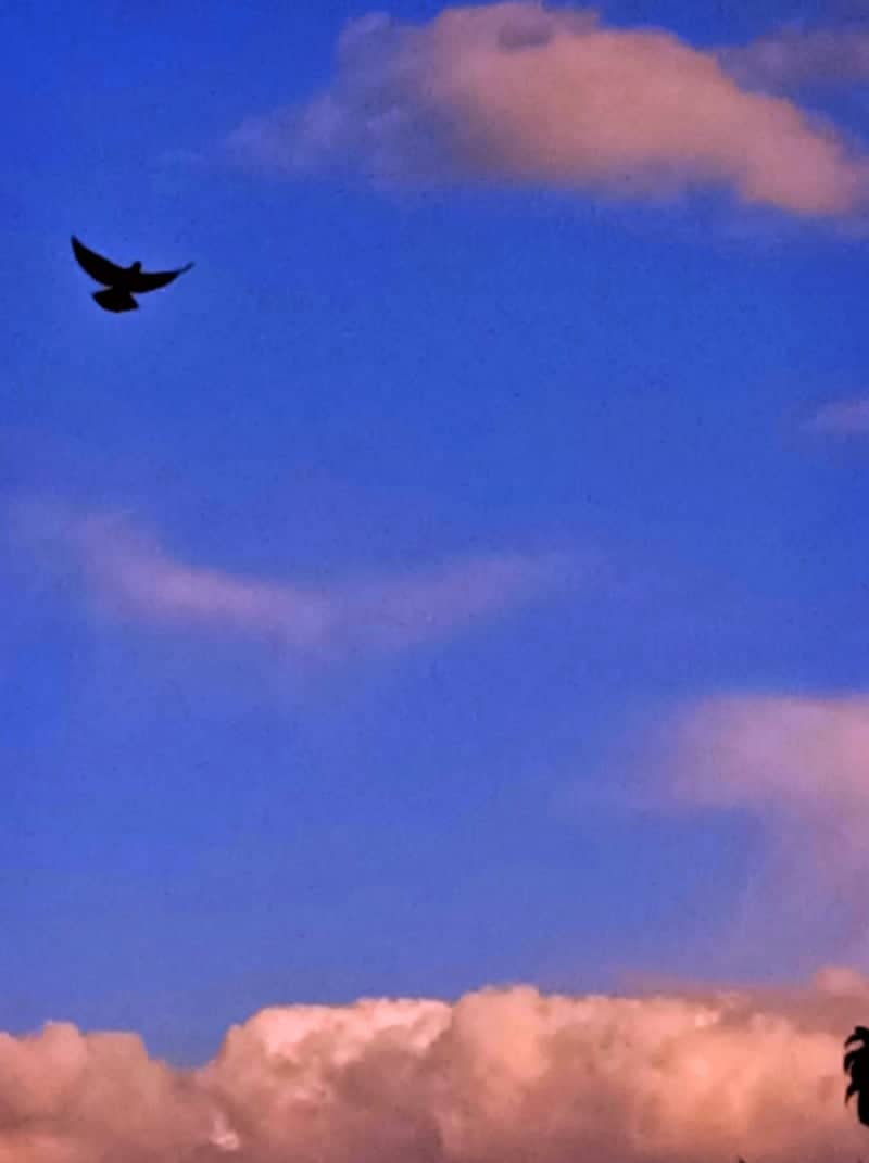 Bougaa Sunset Sky - Image 1