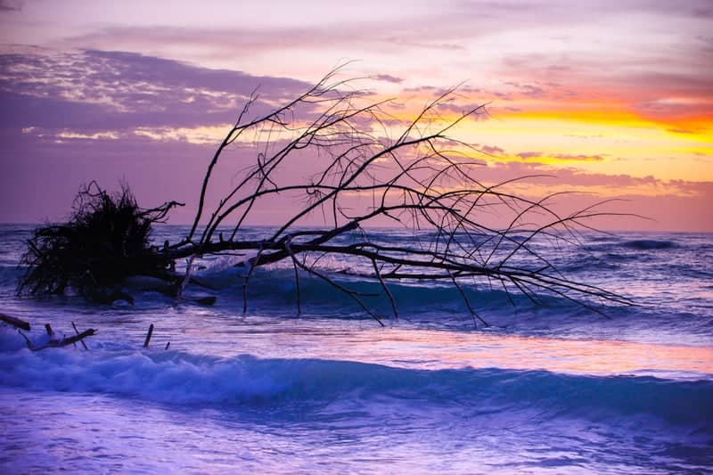 Beer Can Island Driftwood Beach - Image 1