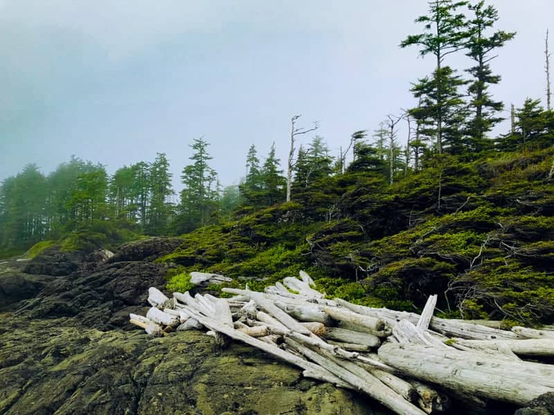 Vancouver Island Coastal Shoreline - Image 1