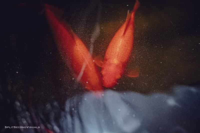 Main Plaza Koi Pond - Image 1