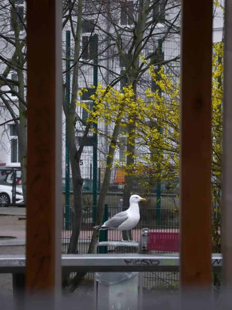 Rostock City Center Wildlife - Image 1