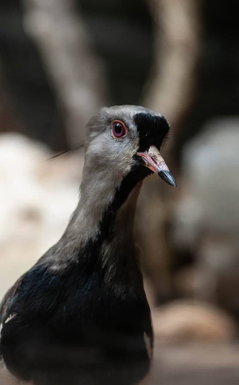Augsburg Zoo - Image 1