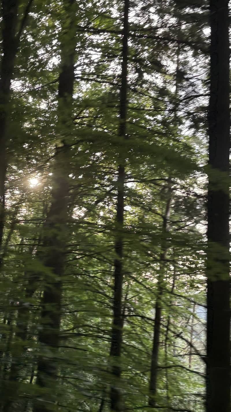 Palatinate Forest (Pfälzerwald) - Image 1