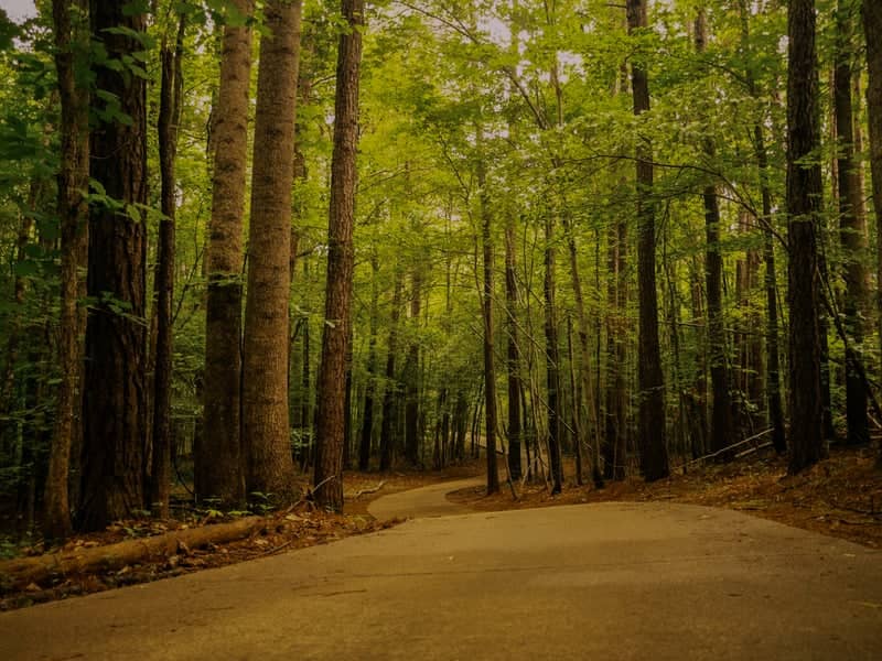 Summit Point Woodland Path - Image 1