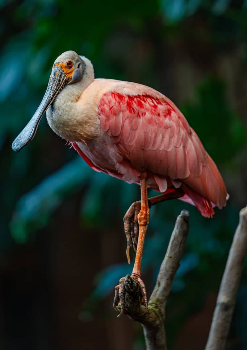 Smithsonian National Zoological Park - Image 1