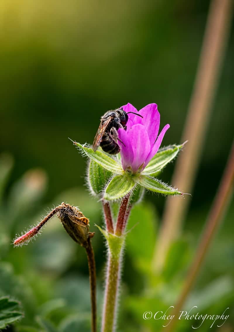Lake Lawtonka Nature Trails - Image 1
