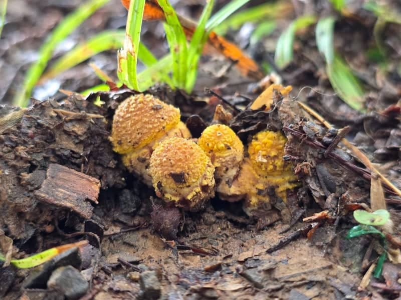 Mount Nebo Area Fungi - Image 1