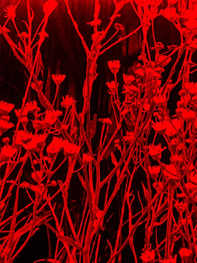 Yukon Prairie Wildflowers - Image 1