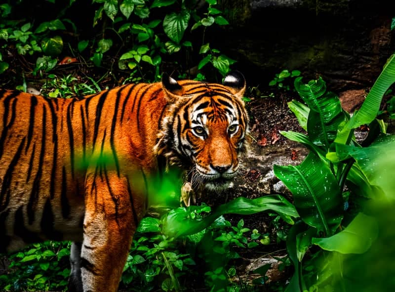 Singapore Zoo - Image 1