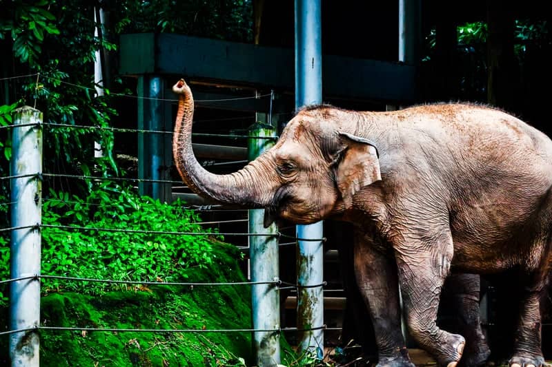 Singapore Zoo Elephant Exhibit - Image 1