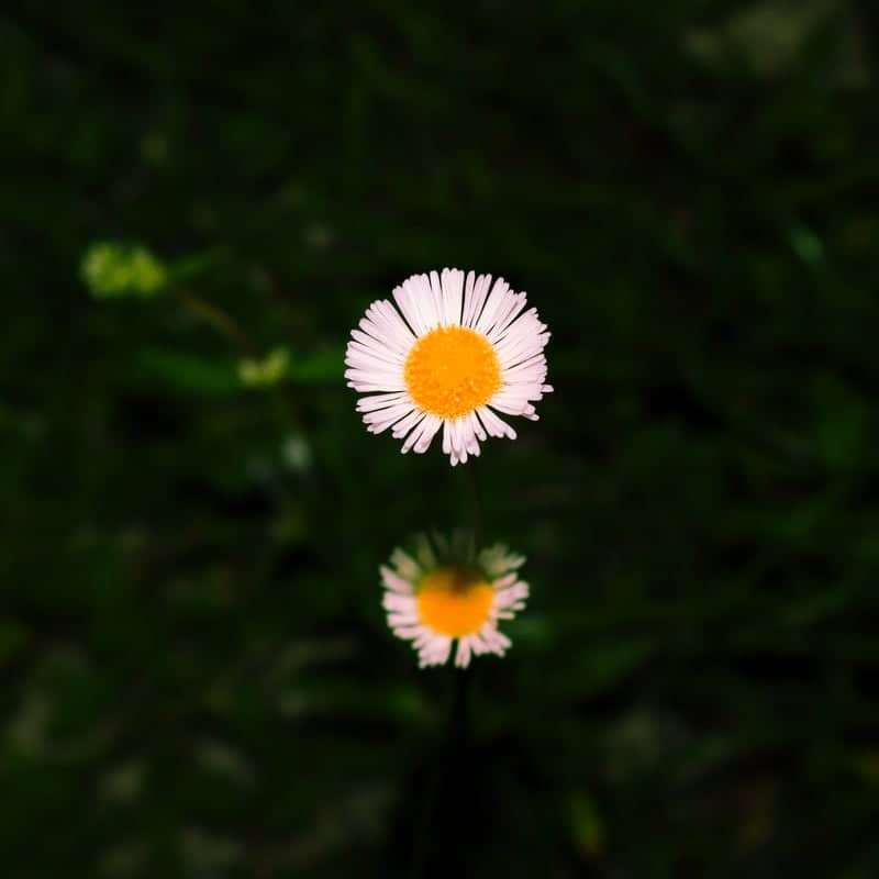 Central Avenue Wildflower Garden - Image 1