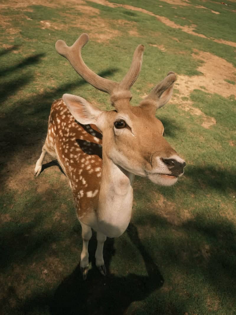 Wadi El Natrun Wildlife Encounter - Image 1