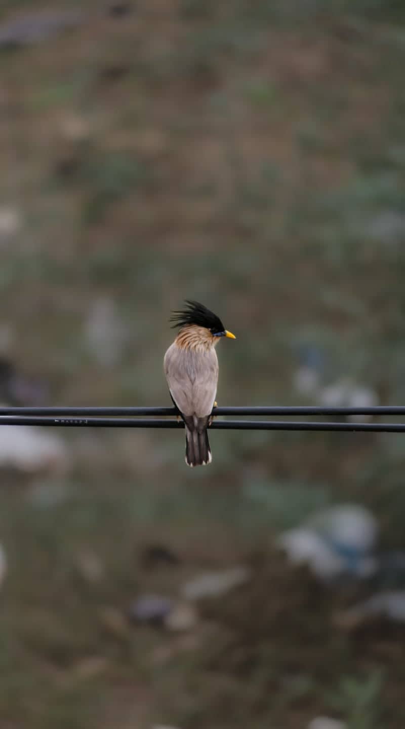 Chengalpattu Urban Wildlife - Image 1