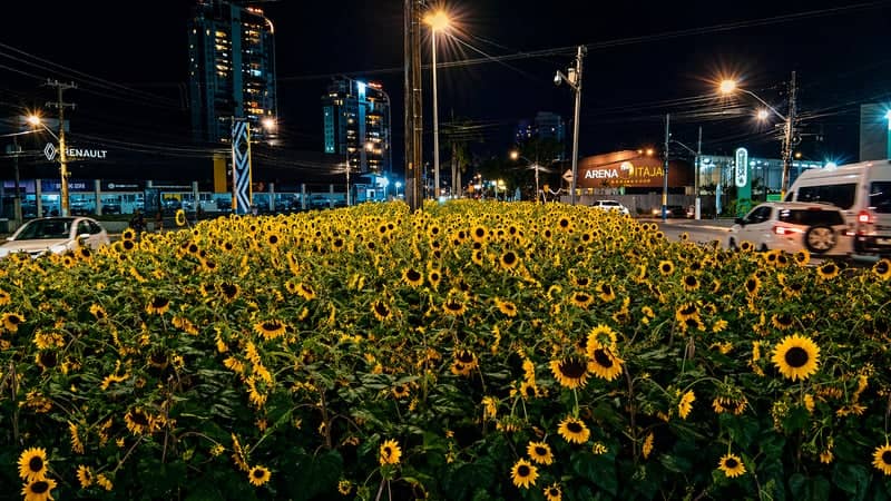 Itajaí Urban Sunflower Garden - Image 1