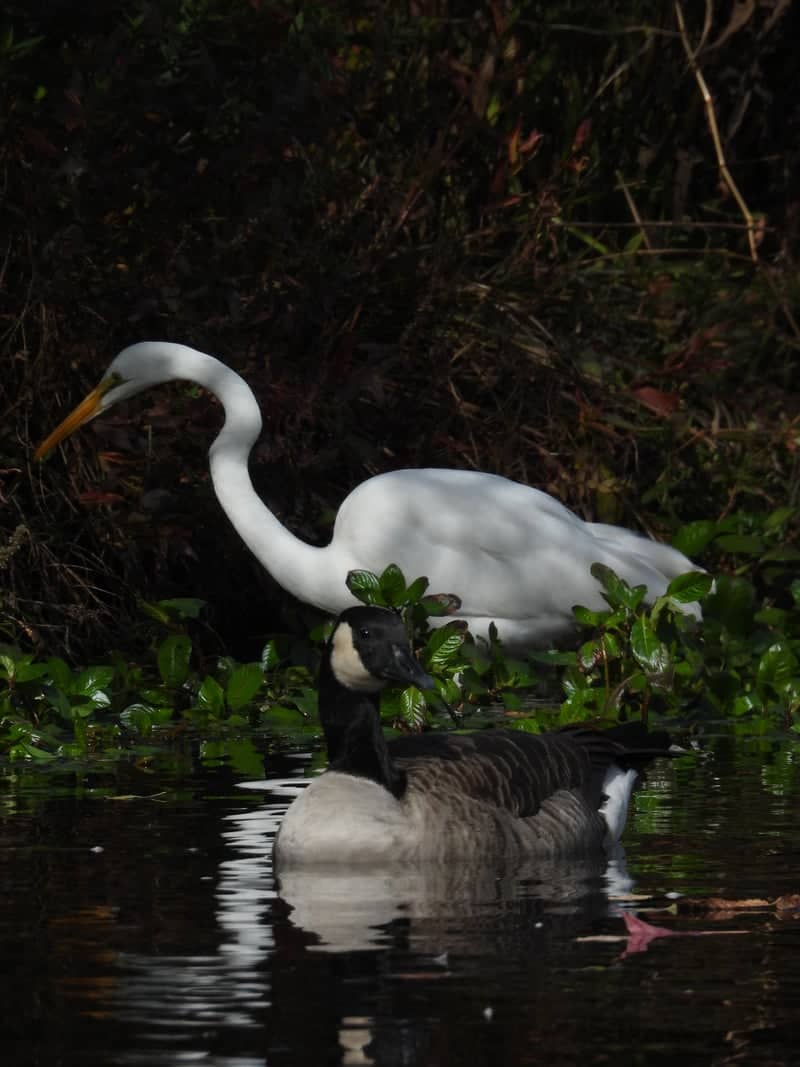 Verona Park Lake - Image 1