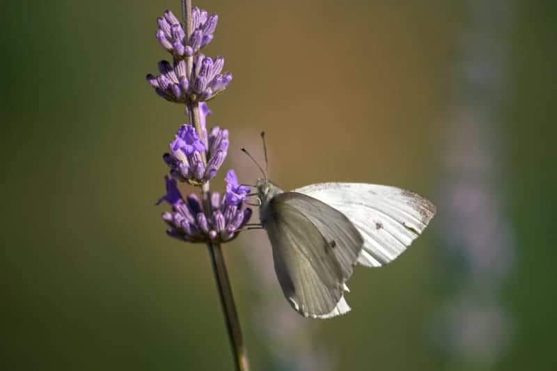 Craponne-sur-Arzon Lavender Garden - Image 1
