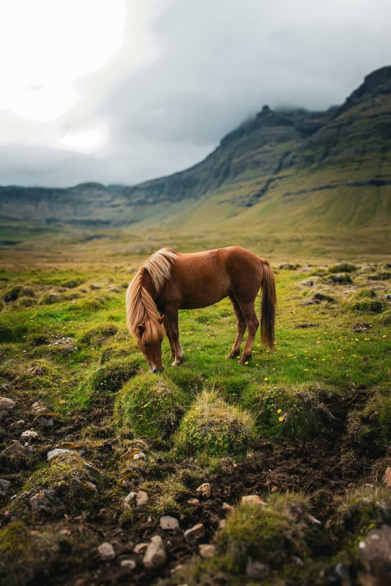 Grundarfjörður Meadows - Image 1