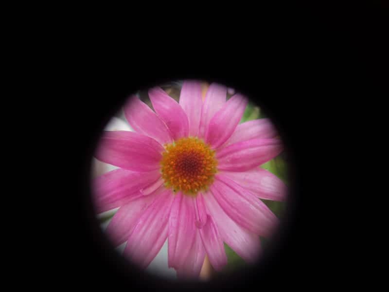 Toggenburg Garden Flora - Image 1