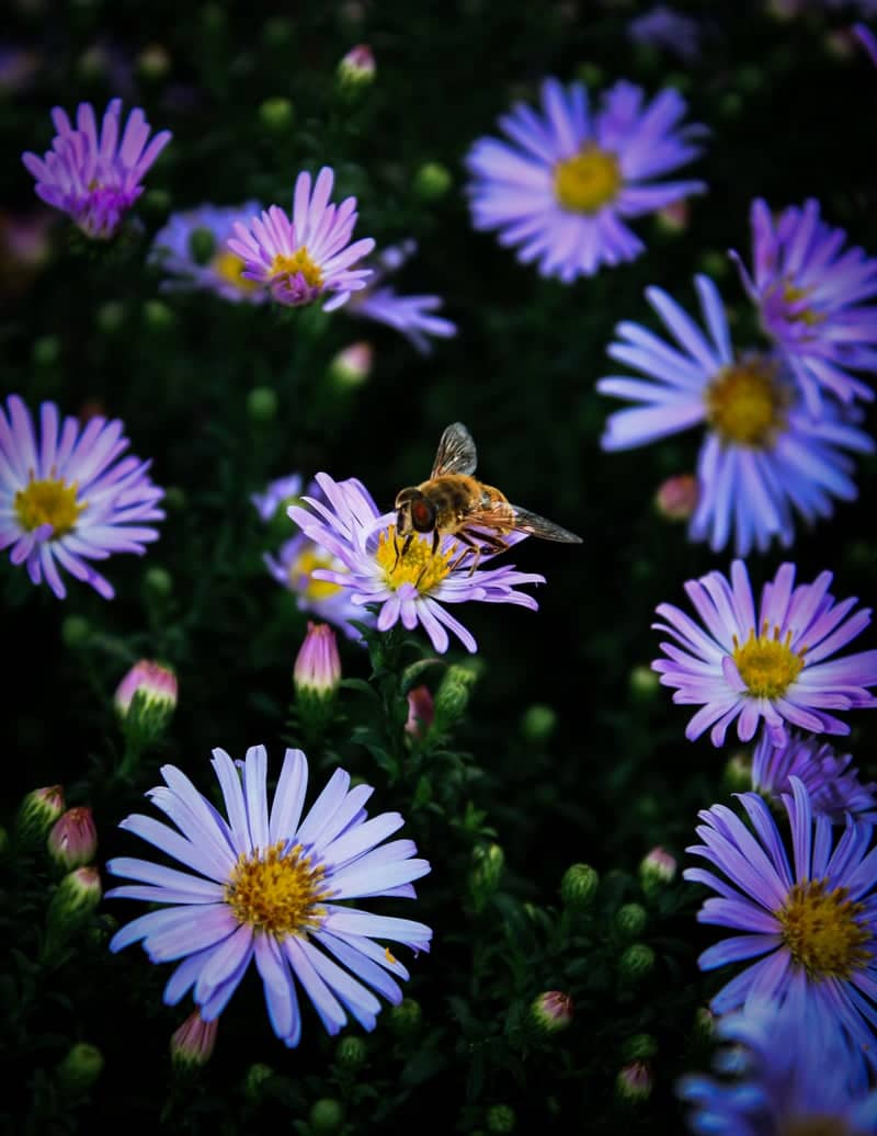 Kałkowskie Wildflower Meadows - Image 1