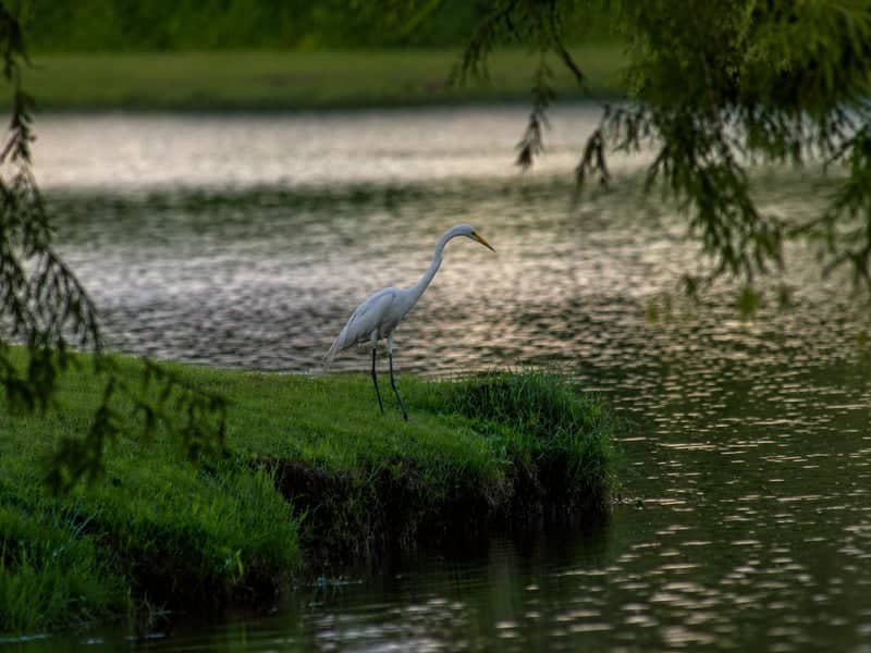 University Lake Shoreline - Image 1