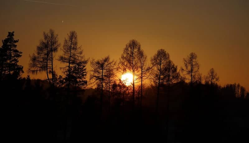Hážovice Forest Silhouette - Image 1