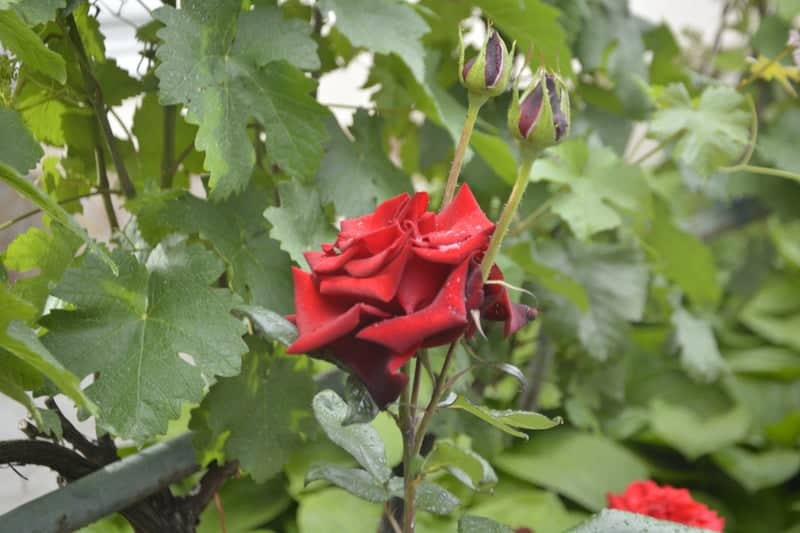 Huși Garden Blooms - Image 1