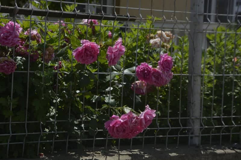 Huși Garden Roses - Image 1